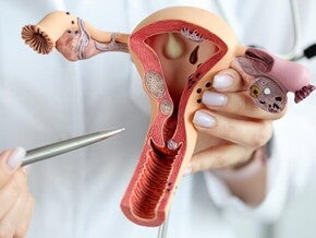 Imagem de um médico segurando um modelo realista do sistema reprodutor feminino