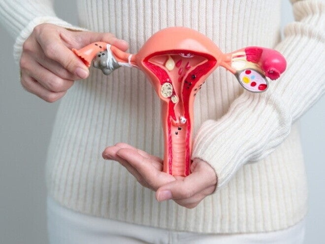 modelo anatômico do sistema reprodutor feminino sendo segurado por uma mulher. modelo anatômico do sistema reprodutor feminino sendo segurado por uma mulher.
