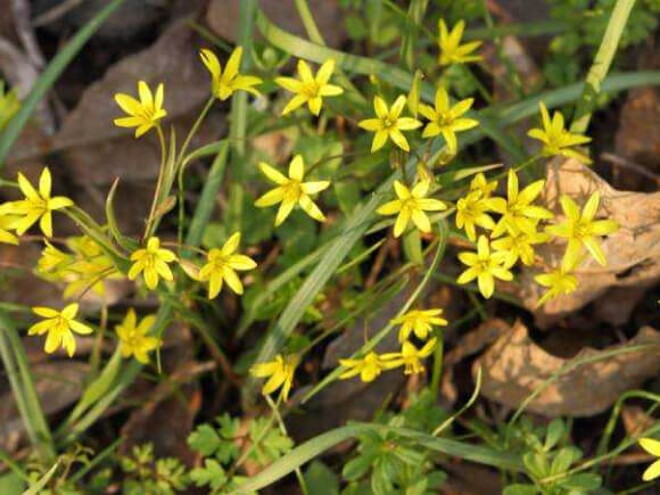 imagem de tribulus terrestris na natureza