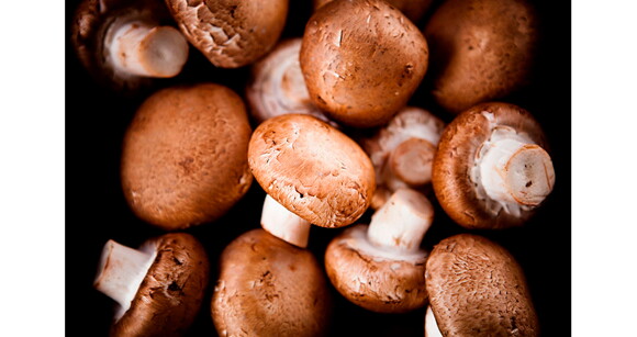 Cogumelos - fertilidade Cogumelos - fertilidade
