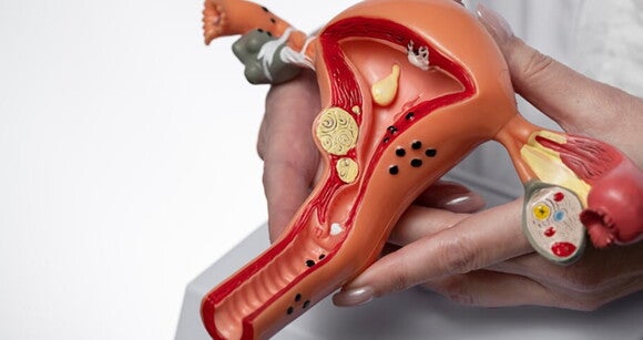 Uma pessoa segurando um modelo de órgão humano para estudo médico Uma pessoa segurando um modelo de órgão humano para estudo médico